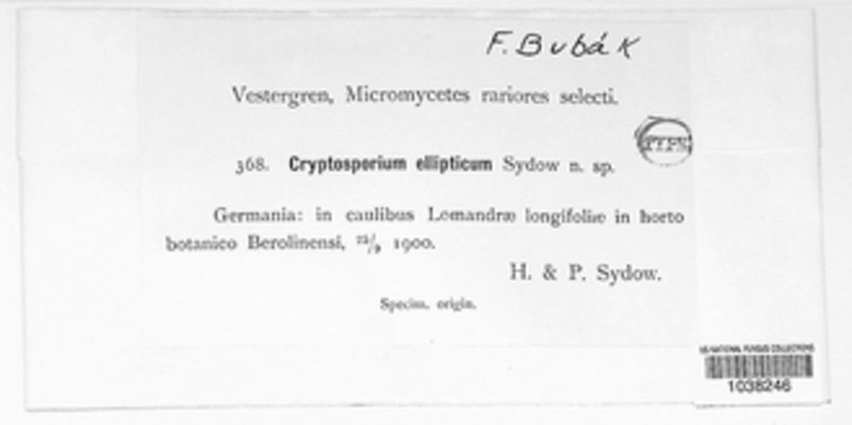 Cryptosporium ellipticum image